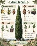 سرو شیرازی (Cupressus sempervirens) فرم ستونی